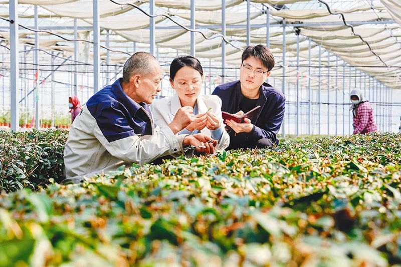 山东省日照市纪检监察干部在岚山区巨峰镇向茶农了解乡村振兴资金使用、产业项目收益等情况 山东省日照市纪检监察干部在岚山区巨峰镇向茶农了解乡村振兴资金使用、产业项目收益等情况